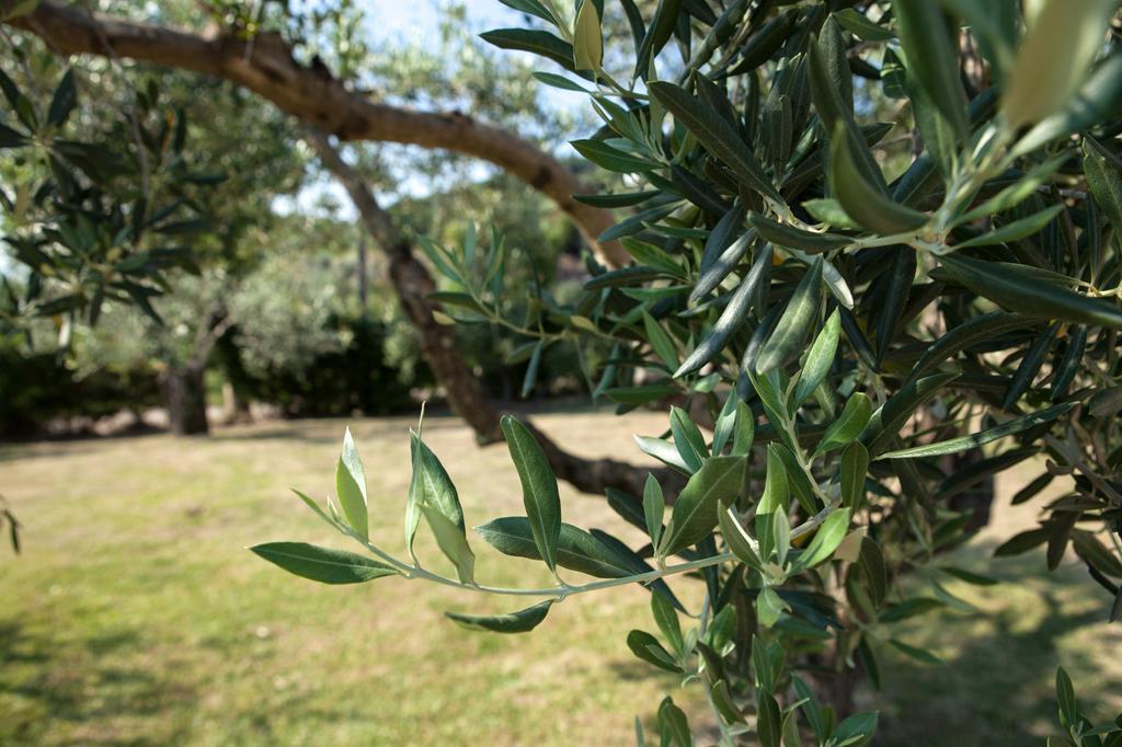 Agriturismo La Molara Sessa Aurunca Bagian luar foto